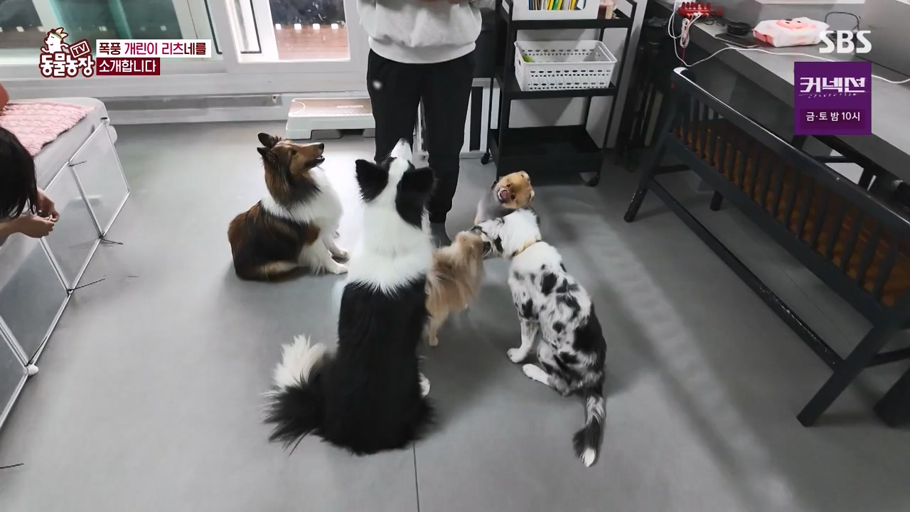 TV 동물농장.E1173.240527p-NEXT.mp4_20240526_155709.318.jpg