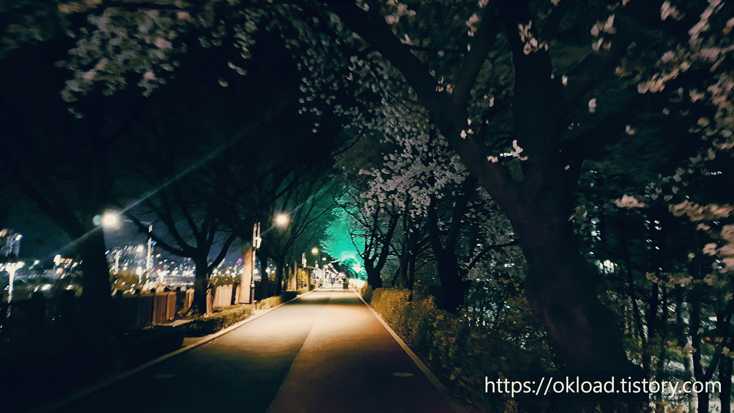 장안동 벚꽃길 ~ 중랑천 벚꽃길 산책 (서울 벚꽃 명소 봄나들이) 4