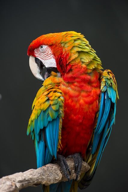 Macaw