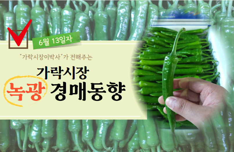 [경매사 일일보고] 6월 13일자 가락시장 녹광 경매동향을 살펴보겠습니다!