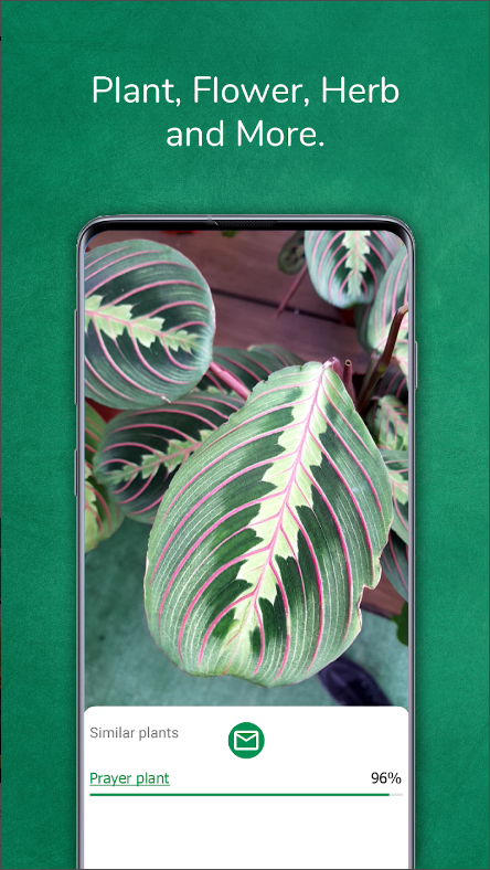 식물이름 찾기 어플&#44; 사진으로 무료 식물식별하기