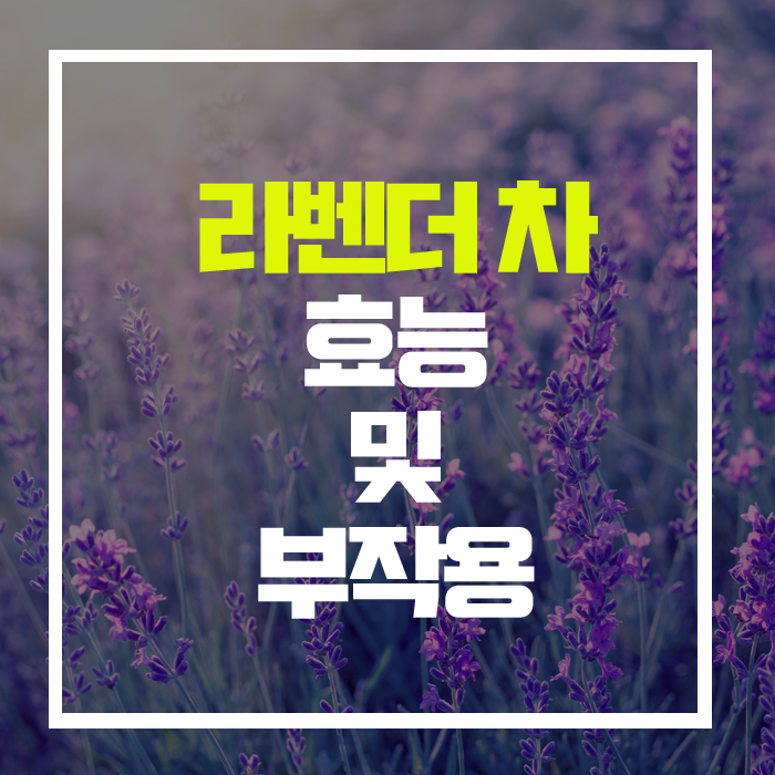  심리적 안정 및 피부개선에 최고, '라벤더'차 효능 및 부작용