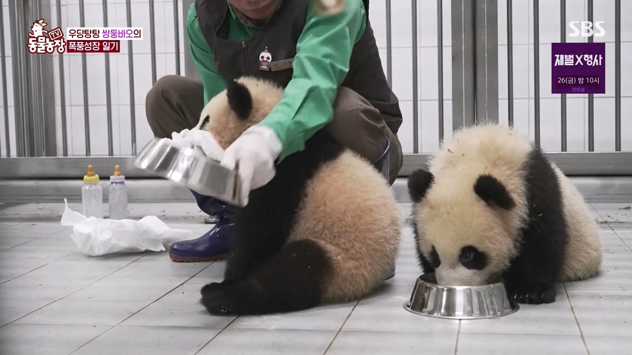 TV 동물농장.E1155.240122p-NEXT.mp4_20240121_145934.215.jpg