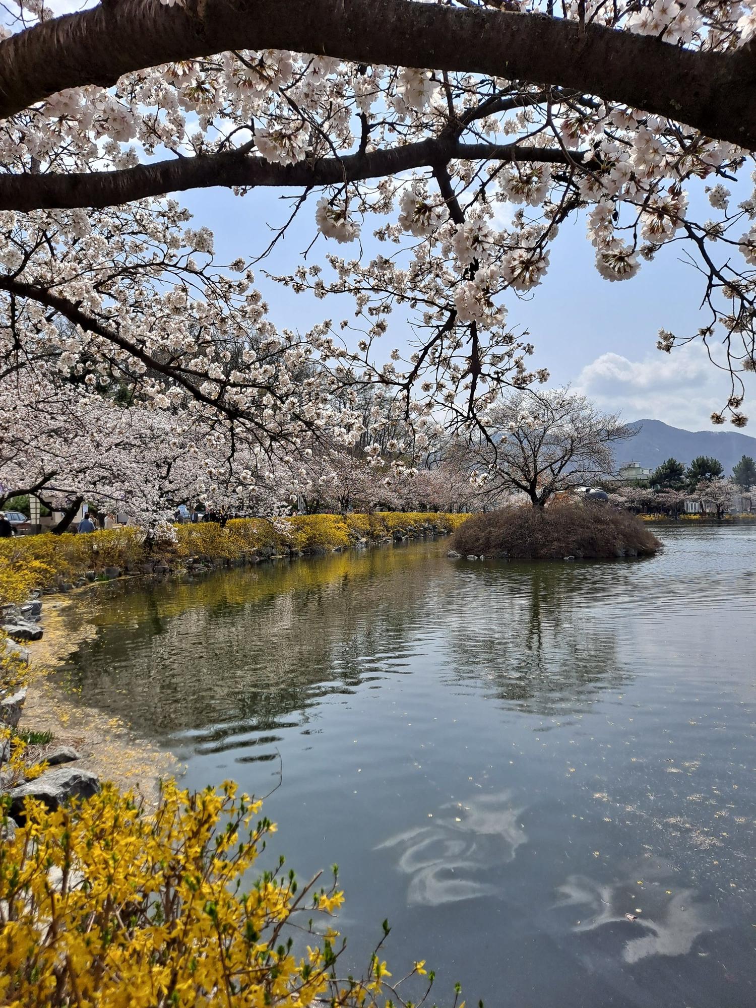 김천 연화지 벚꽃명소