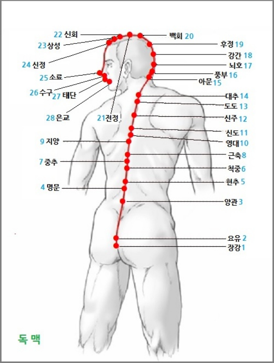 인체의 여러 경락 중에서 기경팔맥 중의 하나인 독맥의 흐름과 소속 경혈의 위치를 표시를 한 이미지 사진