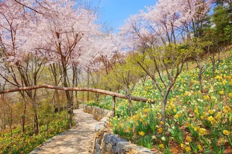 2025 경기도 광주 화담숲 벚꽃