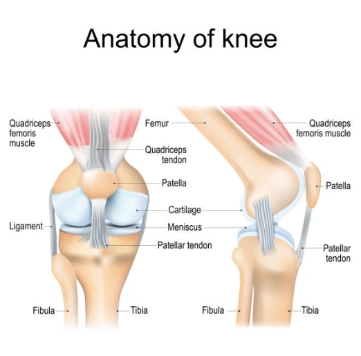 무릎의 구성