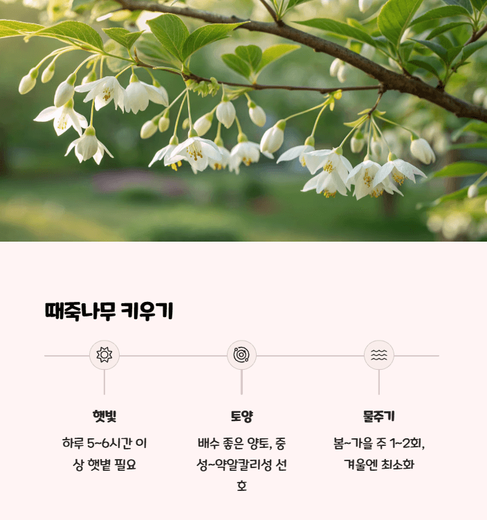 때죽나무 키우기