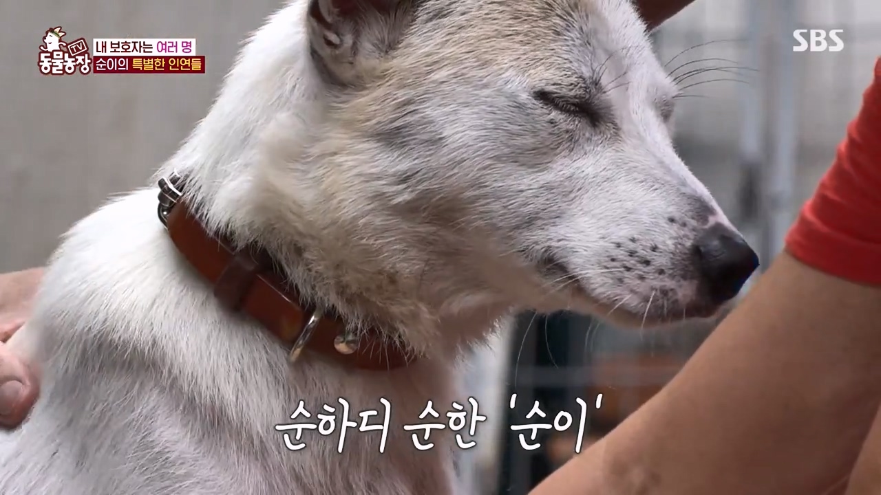 TV 동물농장.E1143.231030p-NEXT.mp4_20231029_162007.573.jpg