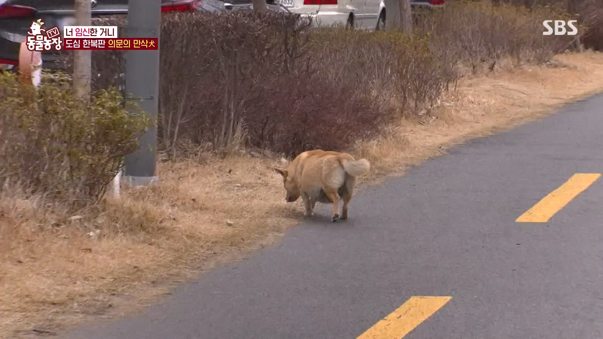 TV 동물농장.E1162.240310p-NEXT.mp4_20240310_162843.803.jpg