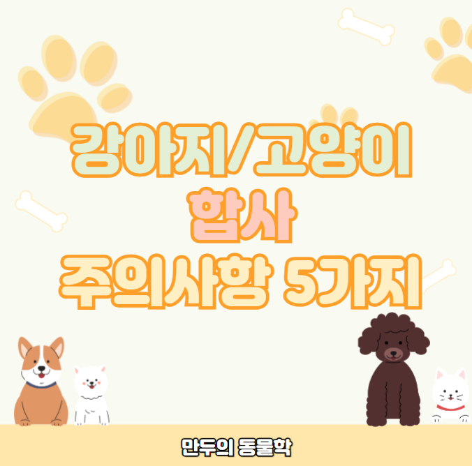 강아지고양이합사주의사항5가지