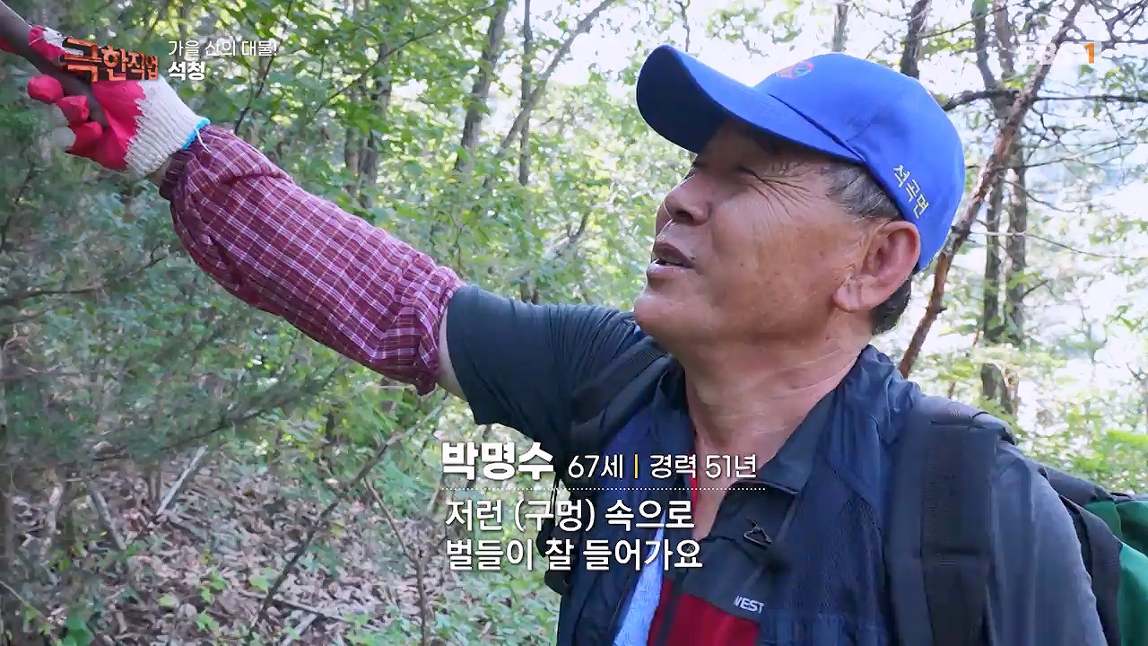 TV - 전 국민의 평생학교 EBS가을 산의 대물! 석청과 버섯.mp4_20230916_171650.133.jpg