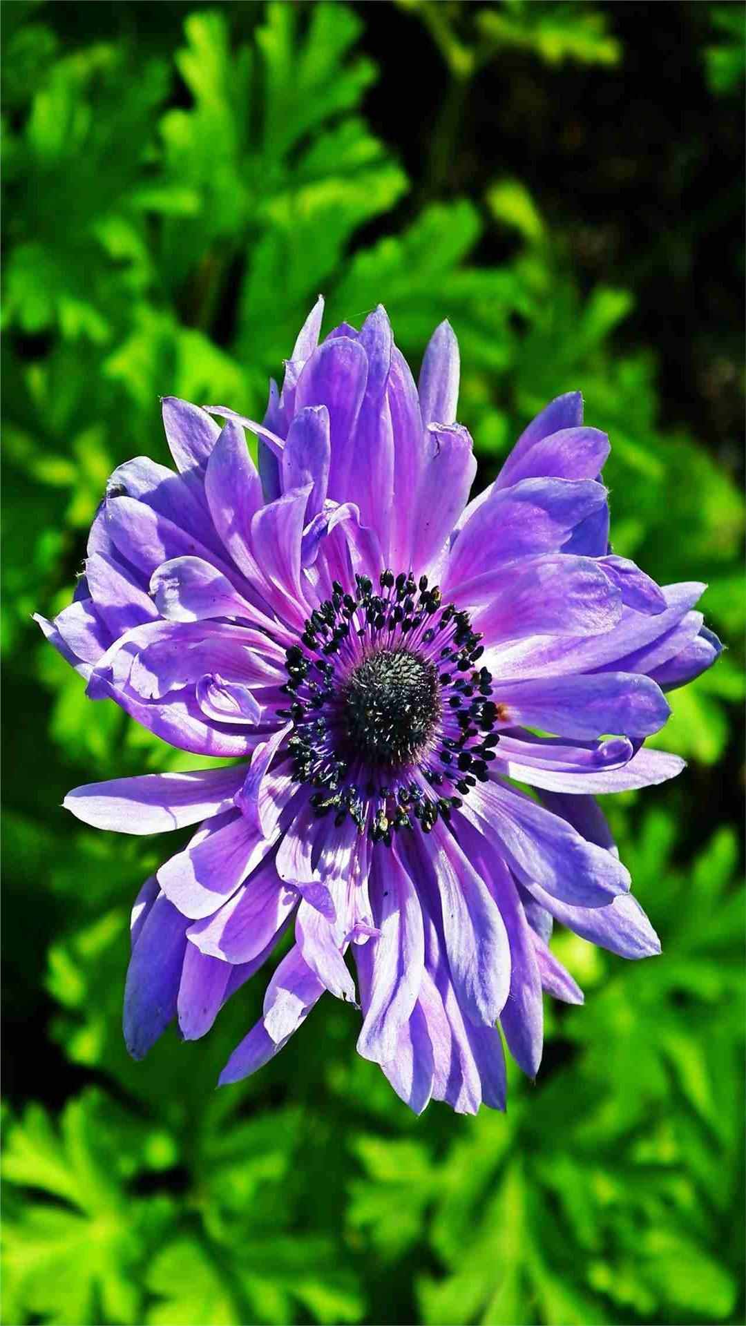 Anemone Flower iPhone Wallpaper