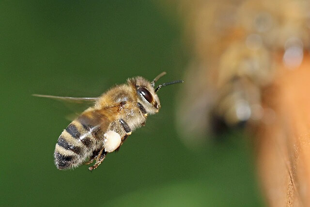 도시 양봉가 (Urban Beekeeper)란?