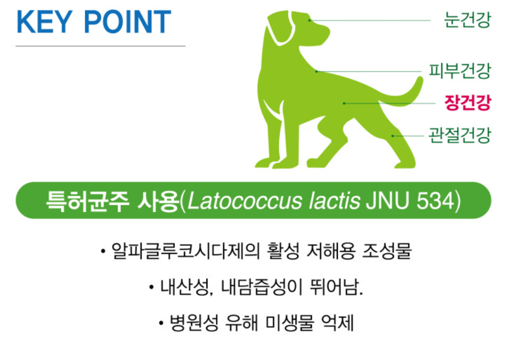 락토코커스 락티스 유산균