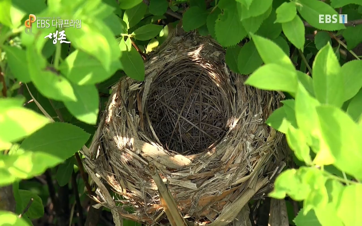 생존 3부_ EBS 다큐프라임_ 220629.avi_20220701_203533.258.jpg