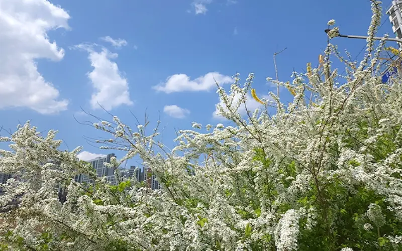 전주 이팝나무 철길_11