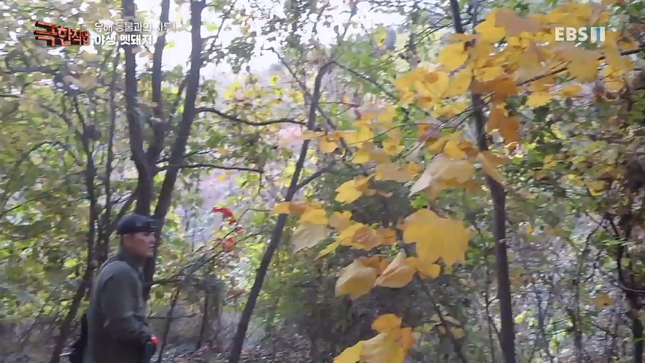 TV - 교육의 중심 EBS유해 동물과의 사투! 등검은말벌, 야생 멧돼지 퇴치.mp4_20221129_195013.059.jpg