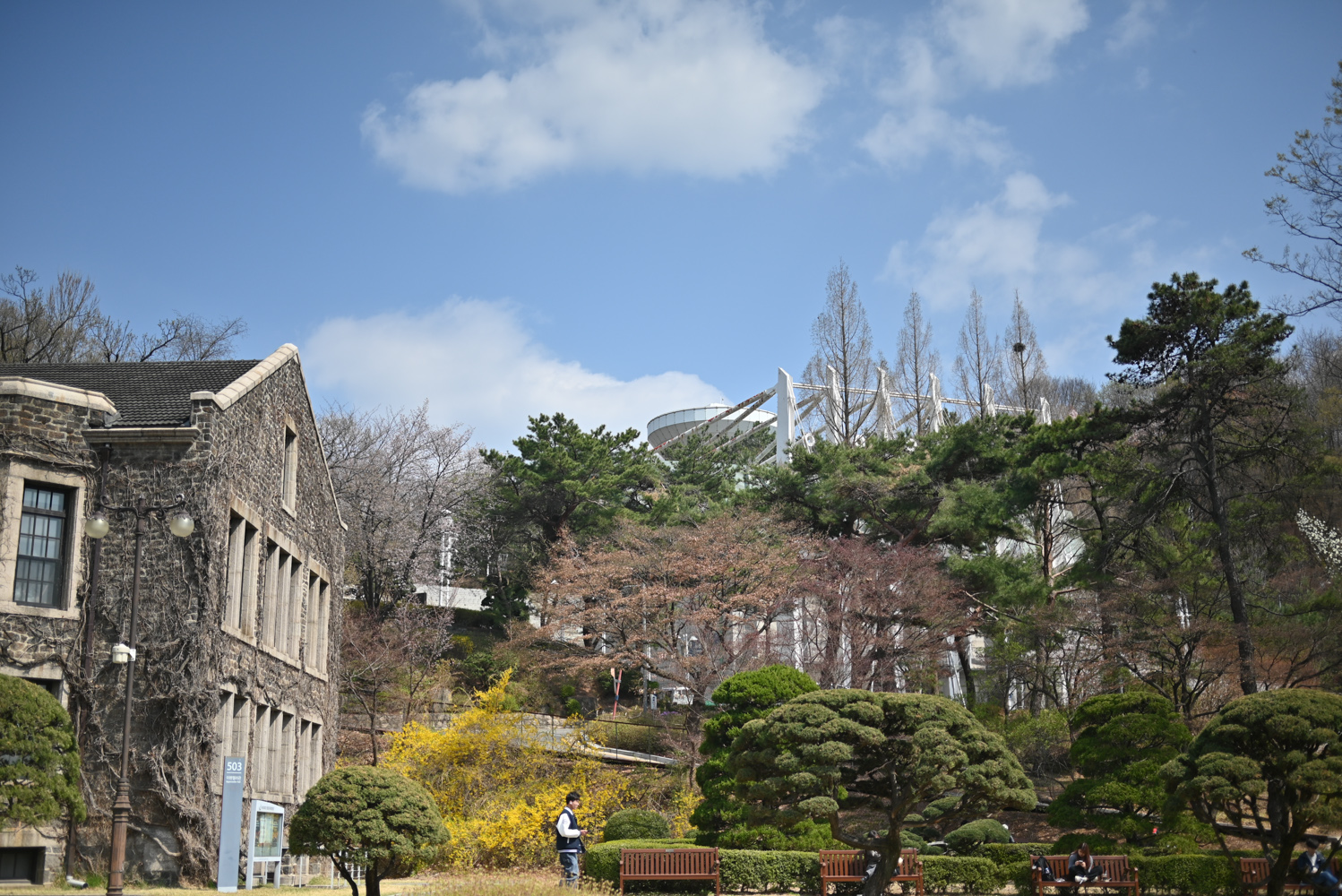 벚꽃 명소인 연세대