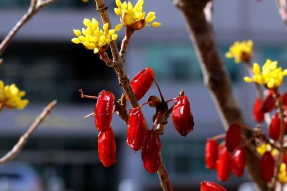 산수유 효능