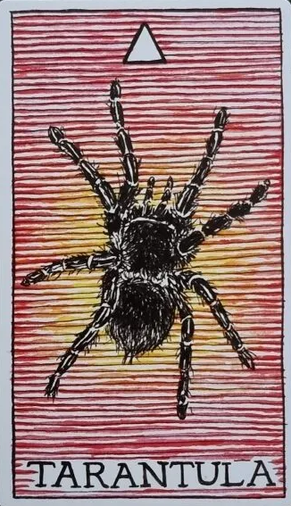 [오라클카드배우기/와일드언노운애니멀스피릿]The Wild Unknown Animal Spirit Tarantula 타란튤라 해석 및 의미