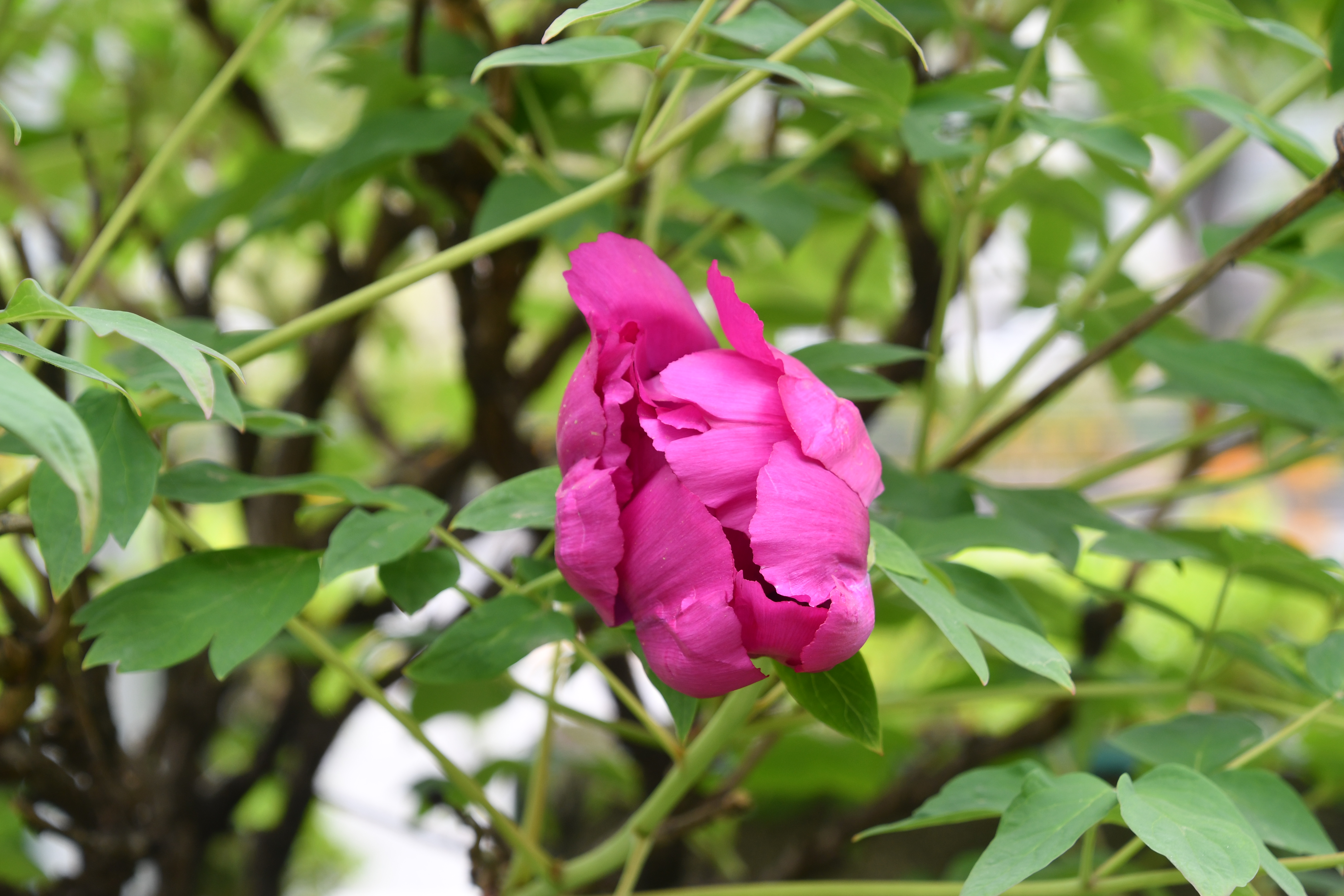 모란5호_증산별장 2