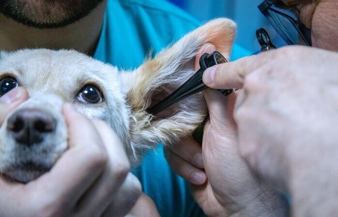 동물병원에서 한 강아지가 수의사에게 귀 검사를 받고 있는 모습