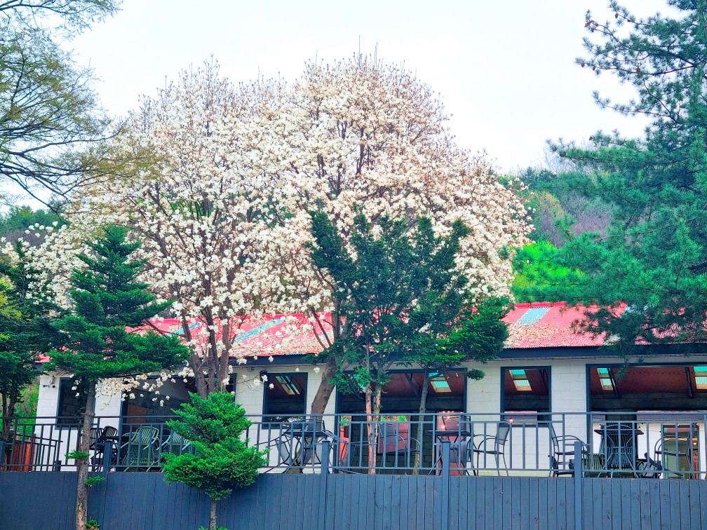 파주가볼만한 곳: 마롱리면사무소 카페, 율곡수목원 근처 정원 카페