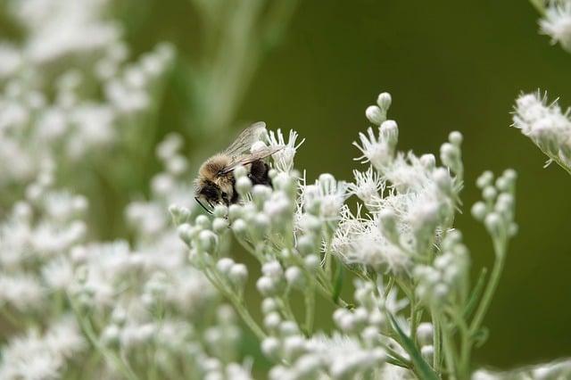 면역의 꽃, 아름답고 건강한 허브 정원의 주인공