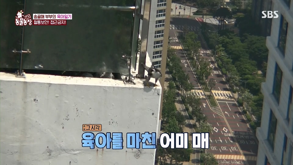 TV 동물농장.E1125.230618p.H264-F1RST.mp4_20230618_192116.045.jpg