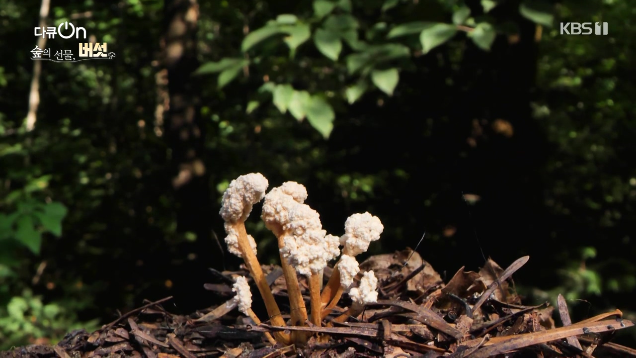 다큐 온.E227.231120p-NEXT.mp4_20231121_201841.217.jpg