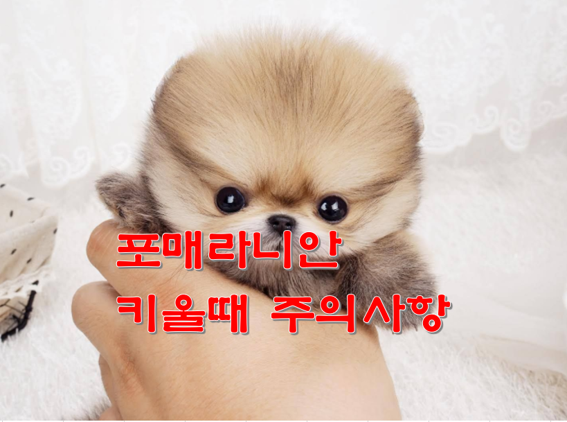  포매라니안 분양 특징 주의사항