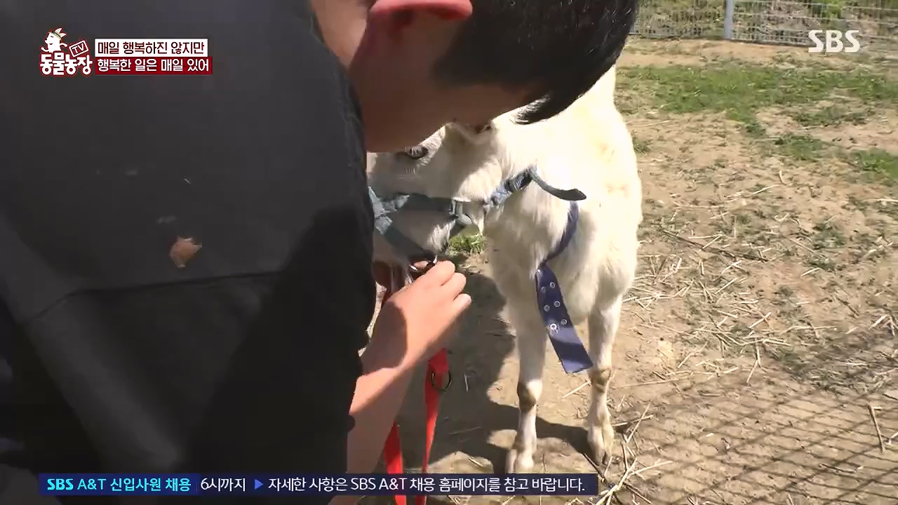 TV 동물농장.E1178.240630.ts_20240630_164642.794.jpg