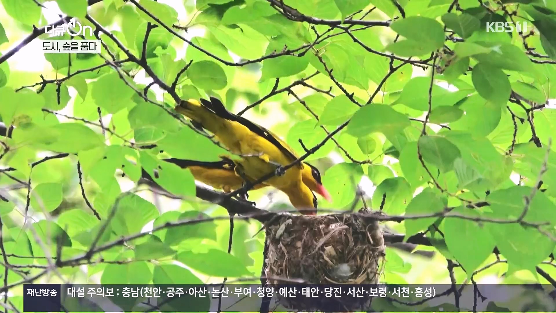 다큐 On.E232.231216p.H264-F1RST.mp4_20231220_212227.712.jpg