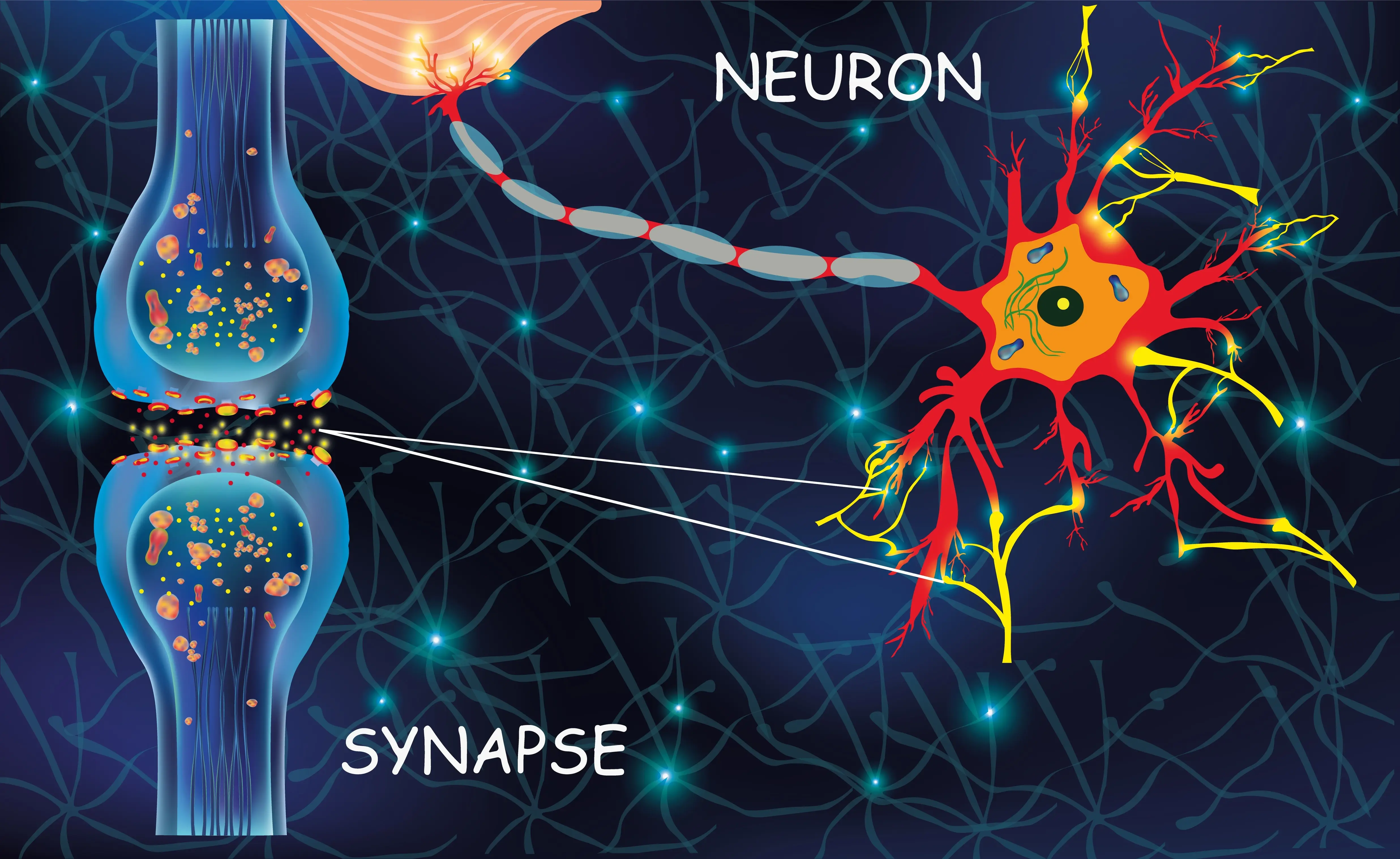 뇌의 신경 연결은 생각&#44; 개념 학습을 형성하는데 살아있는 유기체에서 보내는 뇌의 신호 중의 충동의 전송 신호의 해부학 뉴런 세포에 대한 교육용 구조 뉴런