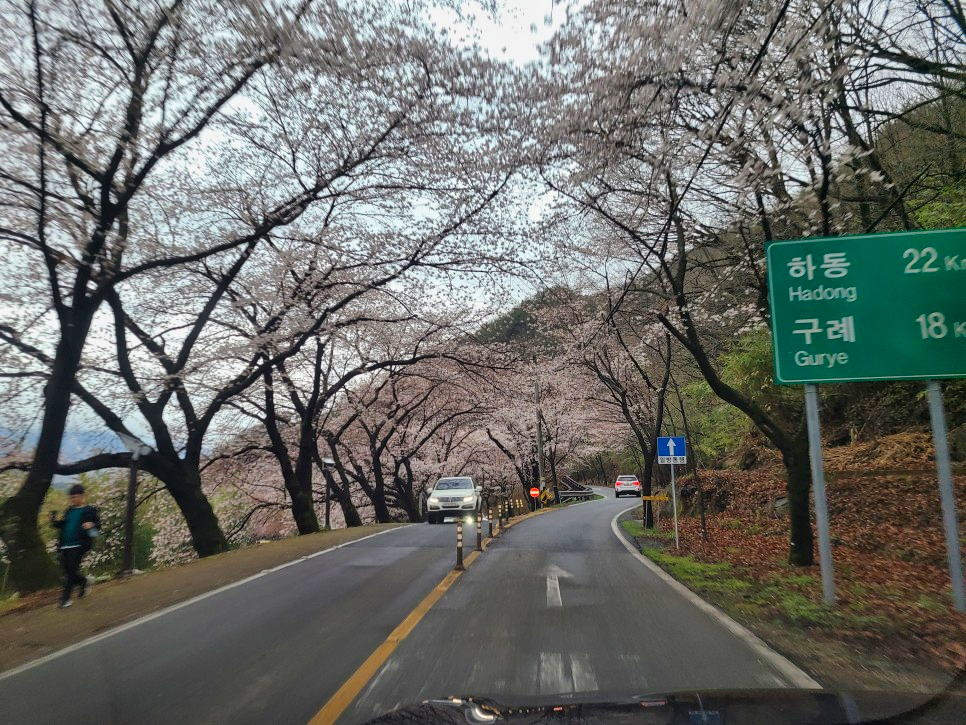 하동십리벚꽃길 벚꽃이 점점 만발하고 있습니다 10