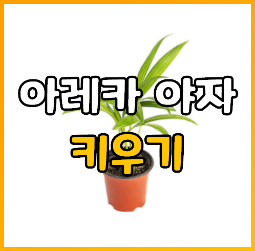  아레카야자 잘 키우는 방법, 특징 식물 정리 (온도, 햇빛, 비료 등)