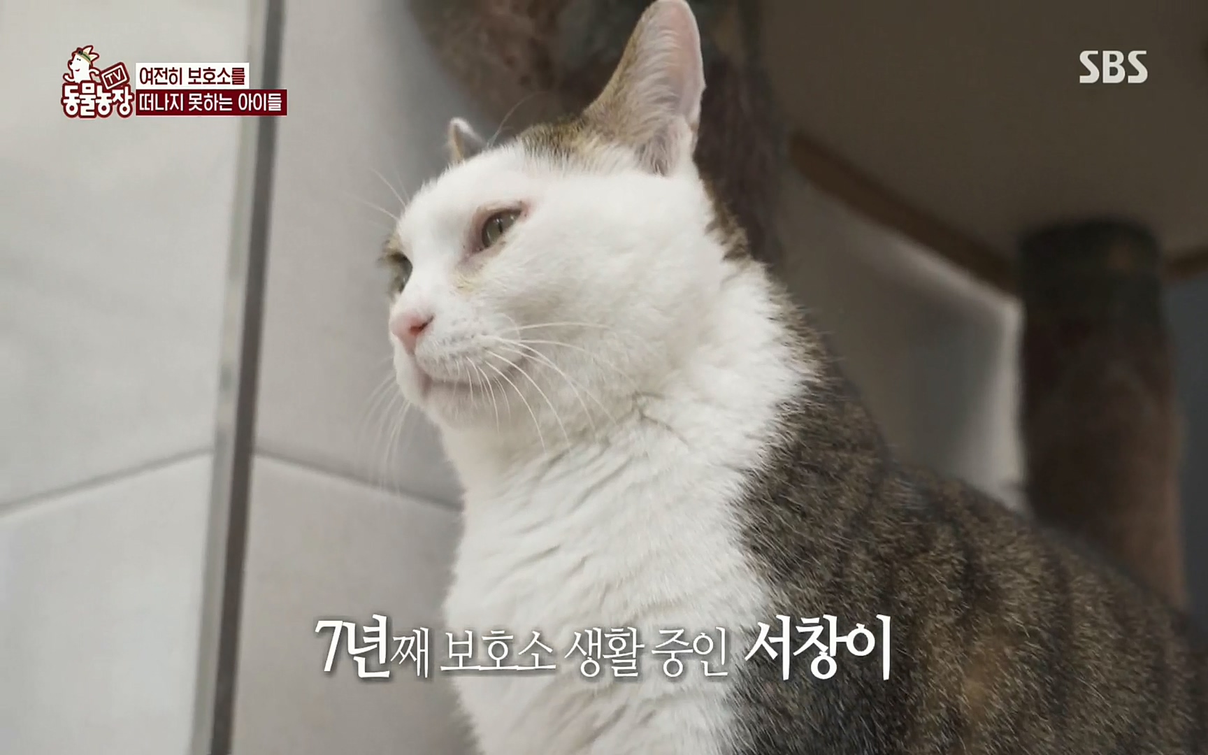 TV 동물농장.E1074.220619p.H264-F1RST.mp4_20220619_180432.938.jpg