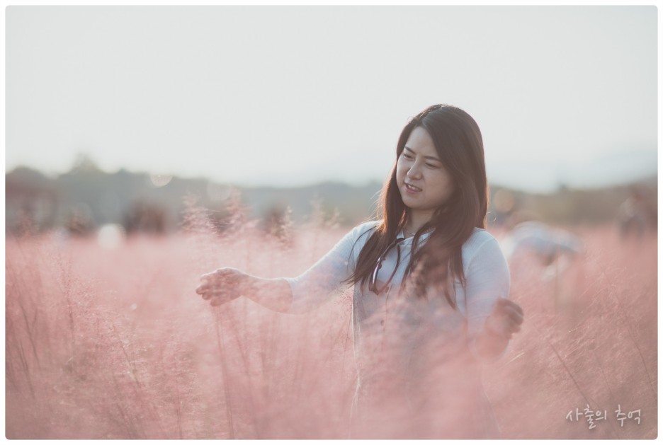  천만송이 천일홍과 핑크뮬리 명소 양주 나리공원