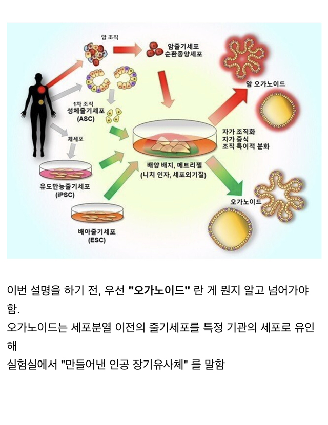 인공장기에서 눈이 생긴 놀라운 사건 1