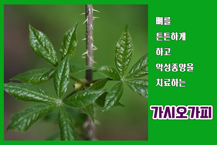  뼈를 튼튼하게 하고, 악성종양을 치료하는 가시오가피! 가시오가피의 효능은? With 가시오가피 부작용은?