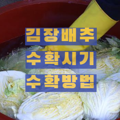 김장 배추 수확시기&#44; 수확방법&#44; 저장방법 썸네일