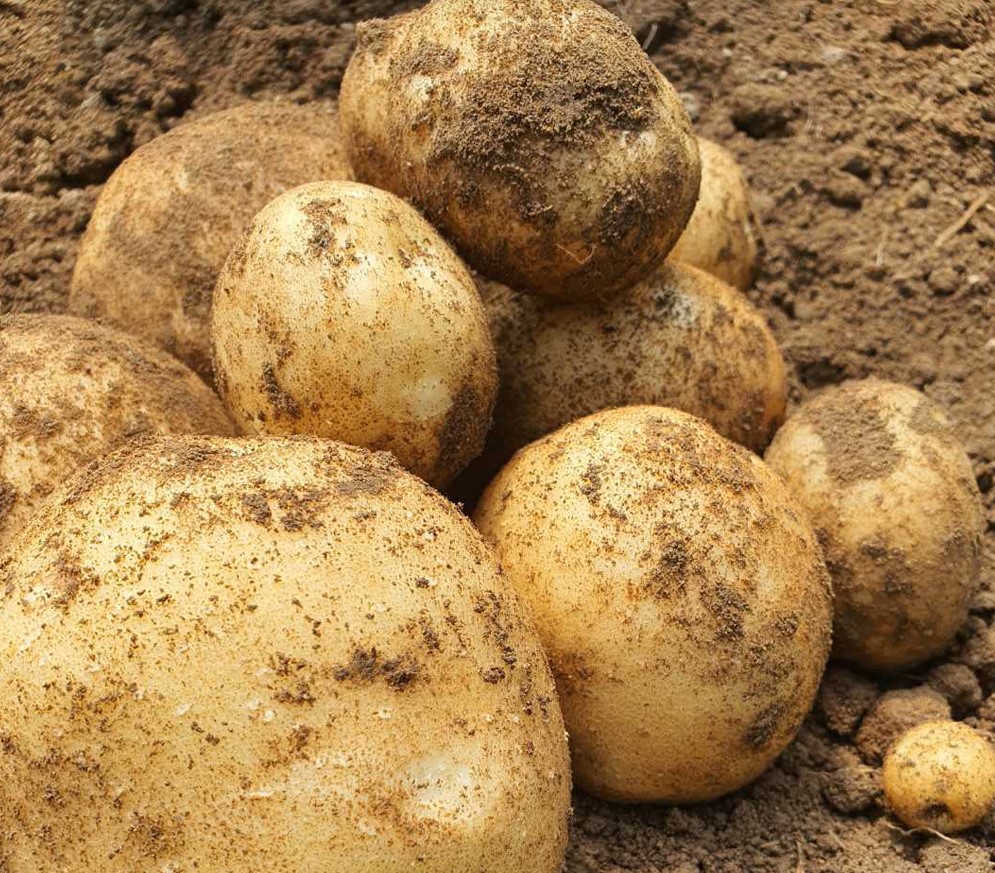  2021년 감자 햇 두백감자 (왕왕/왕특 5kg, 10kg)