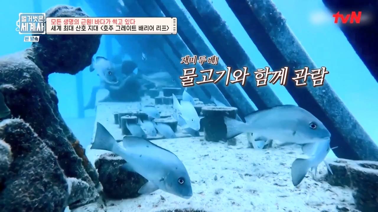벌거벗은 세계사.E90.230315p-NEXT.mp4_20230419_212550.892.jpg