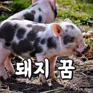 pig-아기-돼지-꿈-해몽-꿈풀이