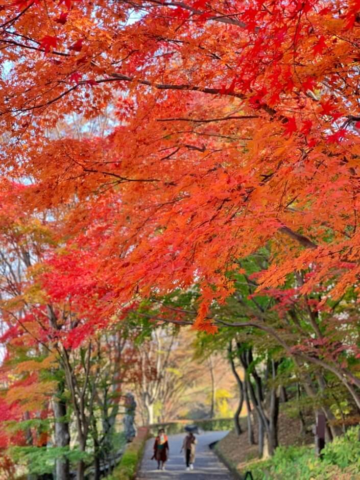 베어트리파크 단풍축제/ 수목원/ 입장료/ 할인/ 주변 맛집/ 주차장