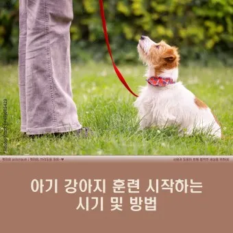 강아지 훈련 골든타임 개월 시기에 필수적인 이유_17