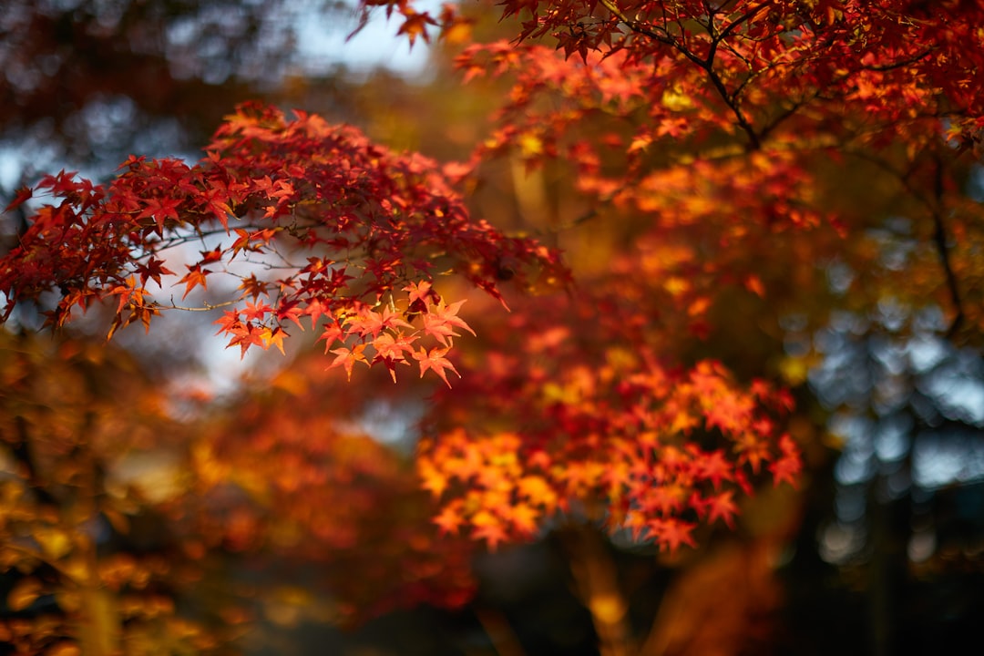 Maple