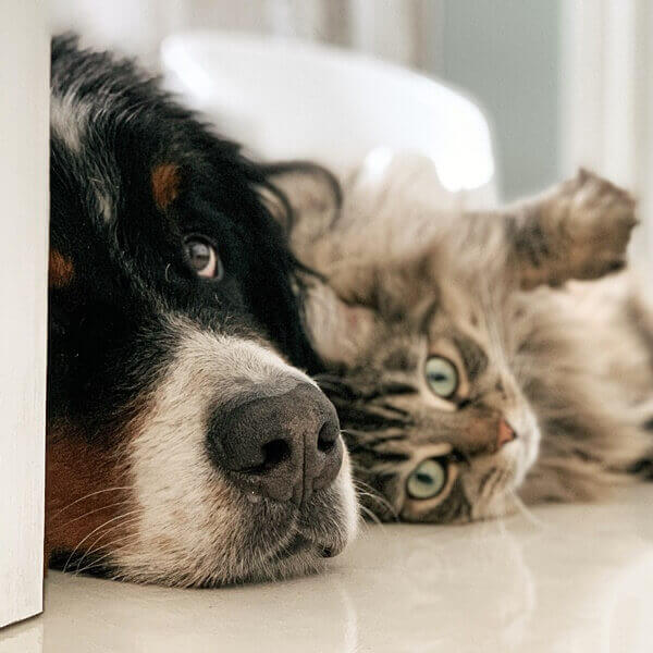 강아지와 고양이가 사이좋게 밀착해서 누워있는 모습