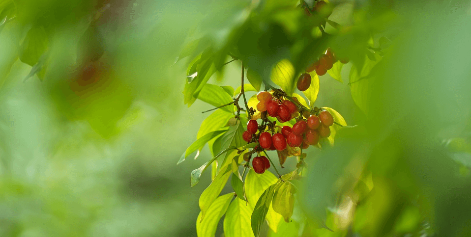 산딸기 사진 - 9